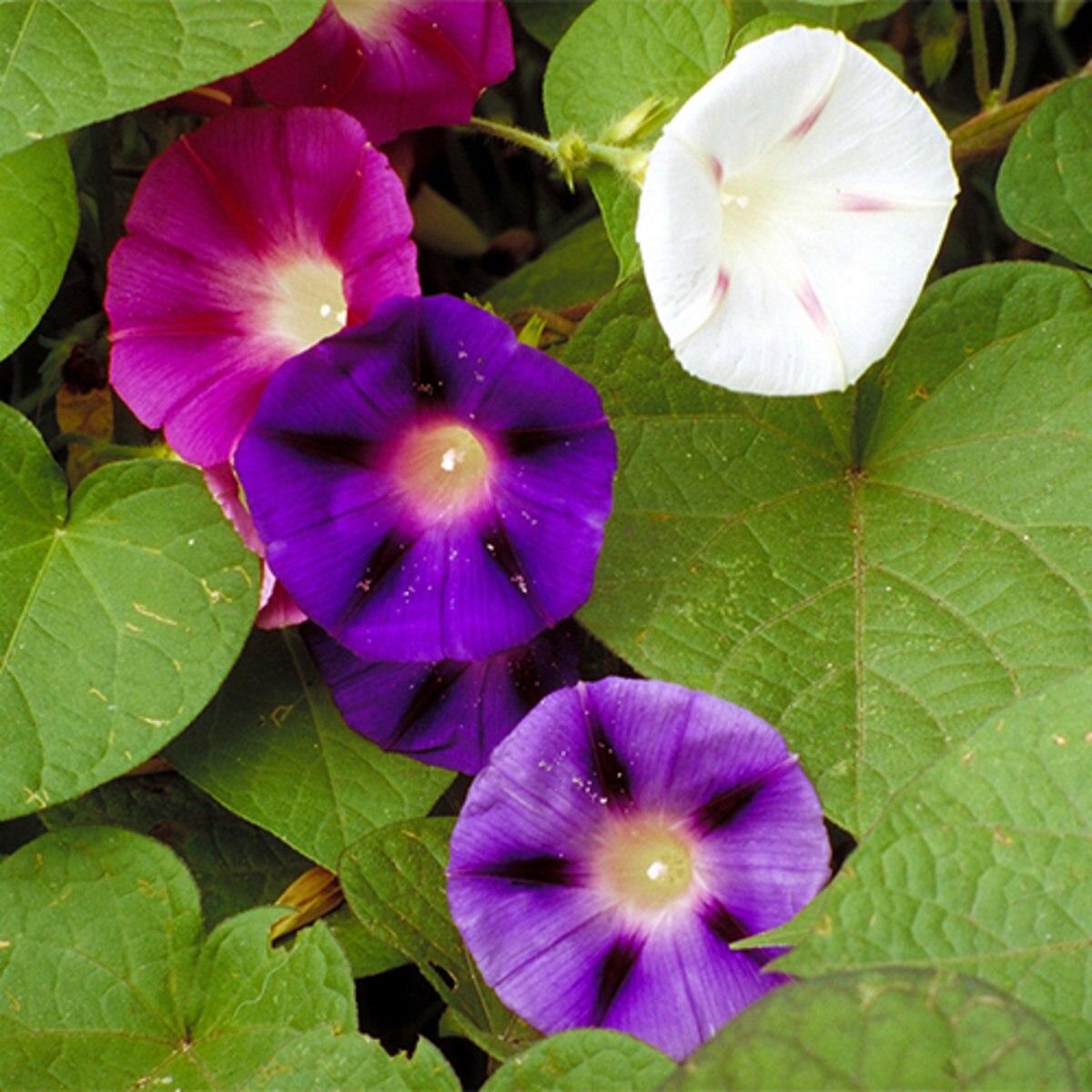 Ipomoea Assorted Staked - View 4 from www redcrocus com