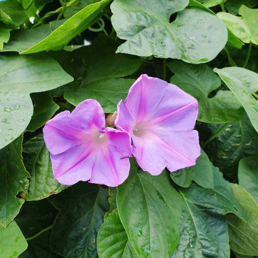 Ipomoea Assorted Staked - View 5 from www redcrocus com