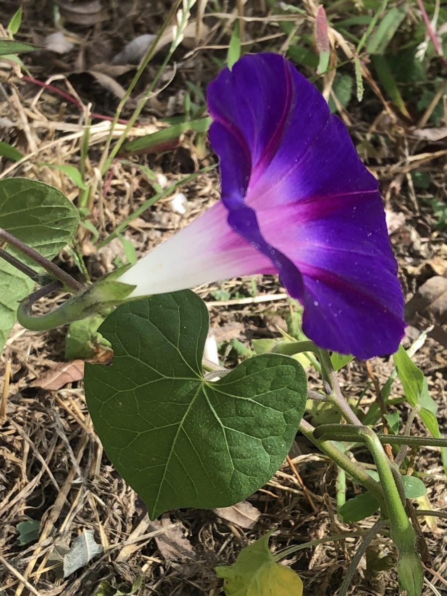 Ipomoea Assorted Staked - View 6 from www redcrocus com