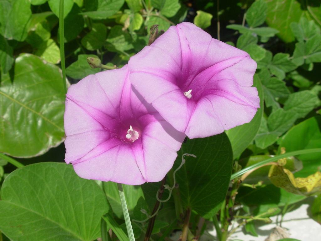 Ipomoea Assorted Staked - View 9 from www redcrocus com