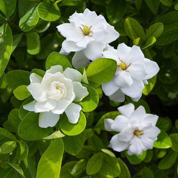Gardenia Assorted Braid - View 17 from www redcrocus com