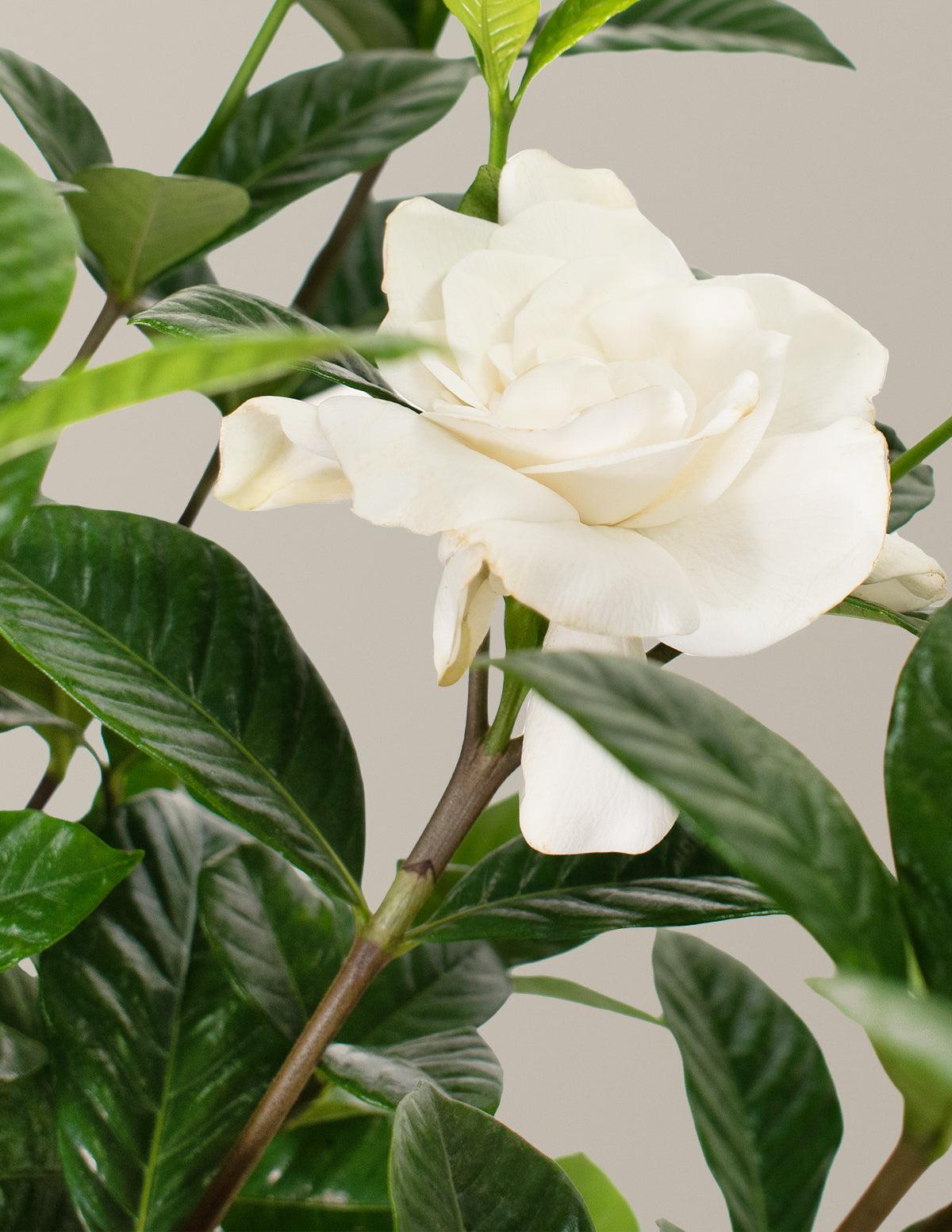 Gardenia Assorted Braid - View 3 from www redcrocus com