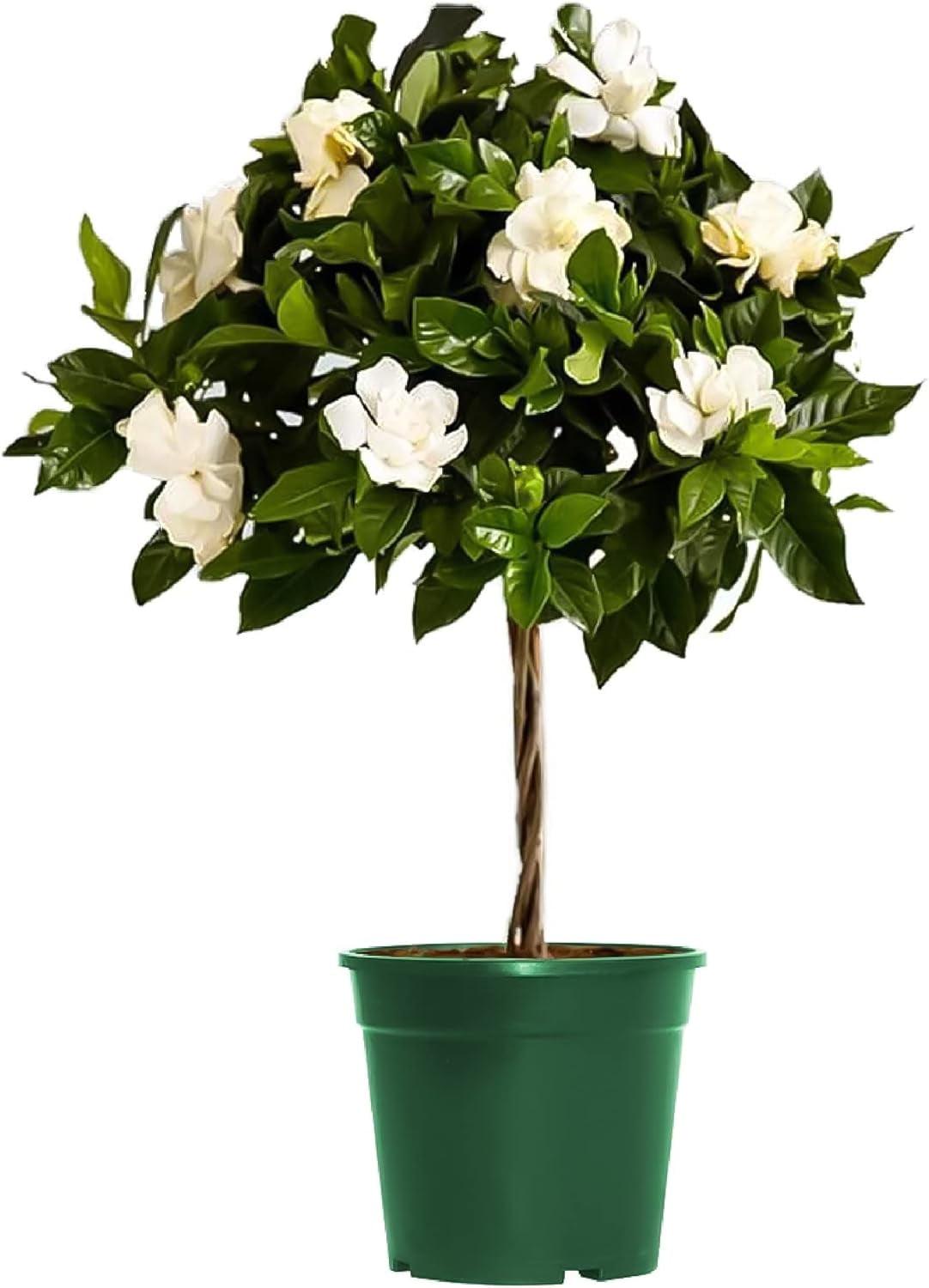 Gardenia Assorted Braid - View 4 from www redcrocus com