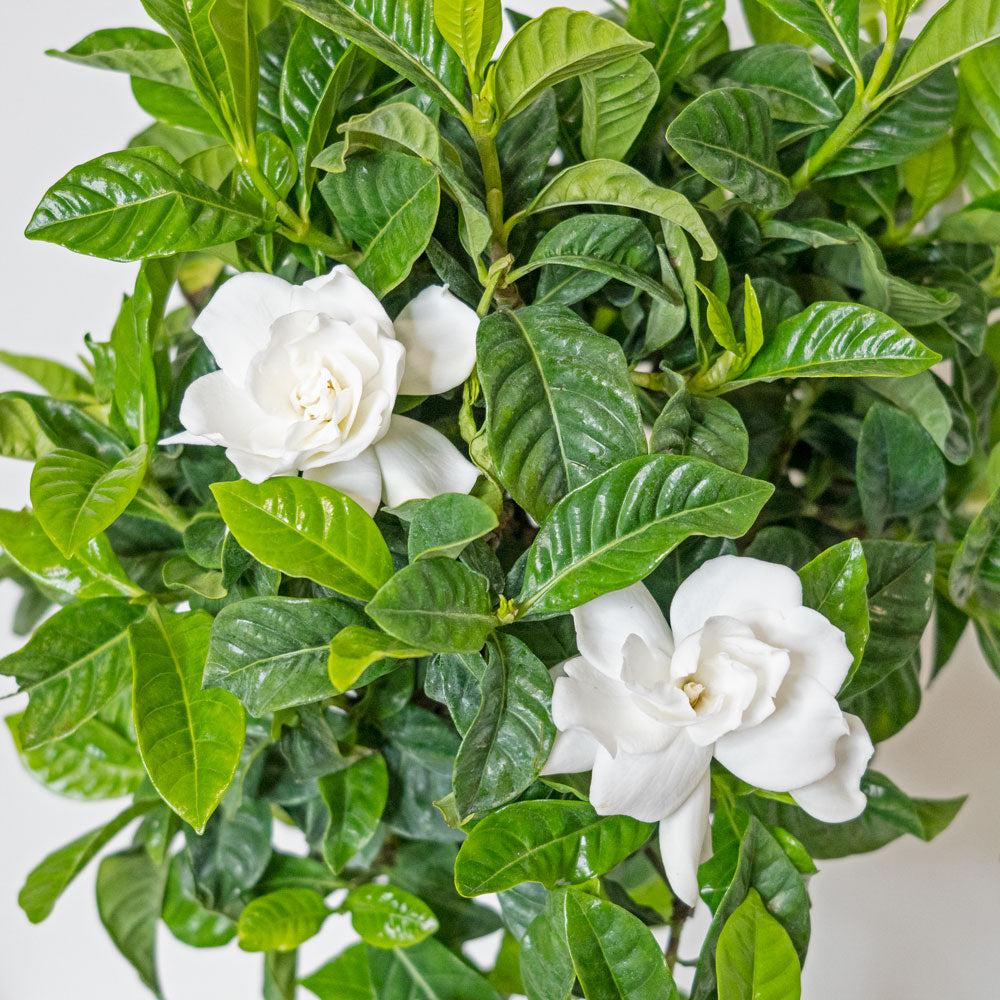 Gardenia Assorted Braid - View 7 from www redcrocus com