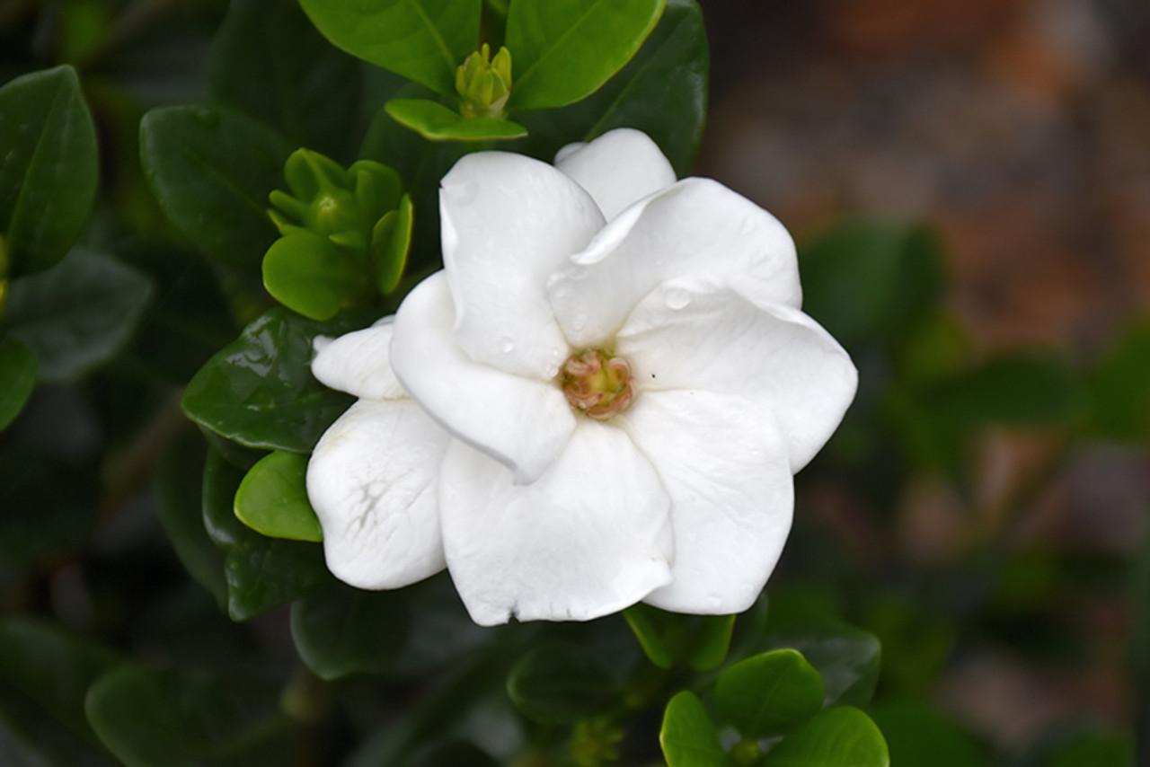 Gardenia Assorted Braid - View 9 from www redcrocus com