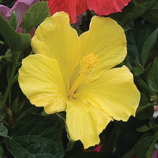 Hibiscus Bush Yellow - View 10 from www redcrocus com