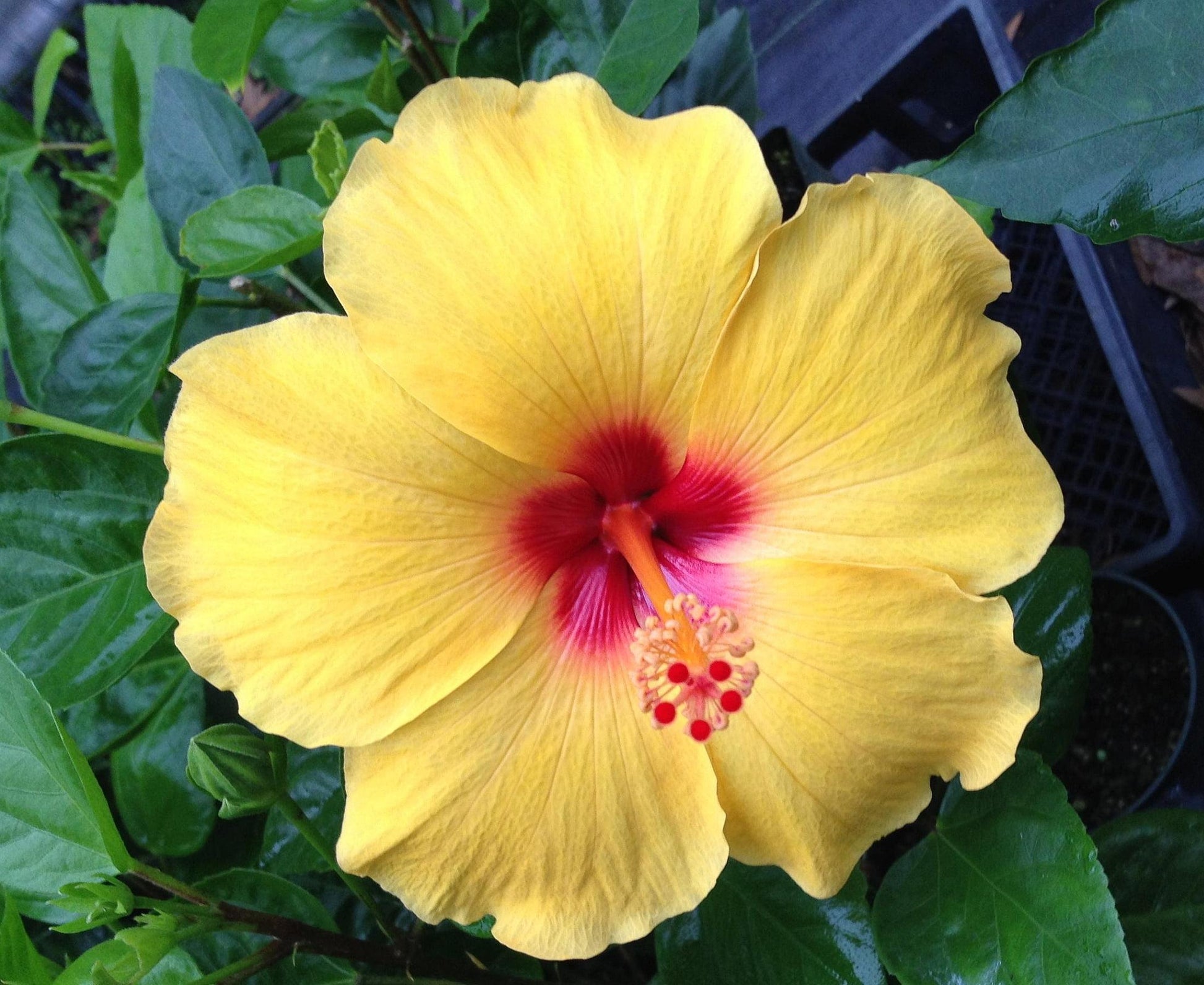 Hibiscus Bush Yellow - View 19 from www redcrocus com