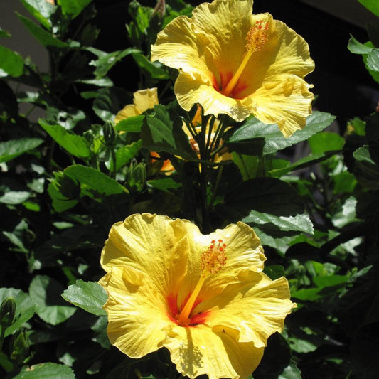 Hibiscus Bush Yellow - View 1 from www redcrocus com