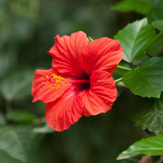 Hibiscus Bush Red - View 10 from www redcrocus com