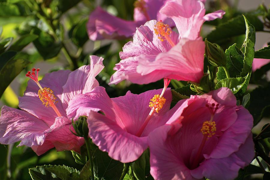 Hibiscus Bush Pink - View 10 from www redcrocus com
