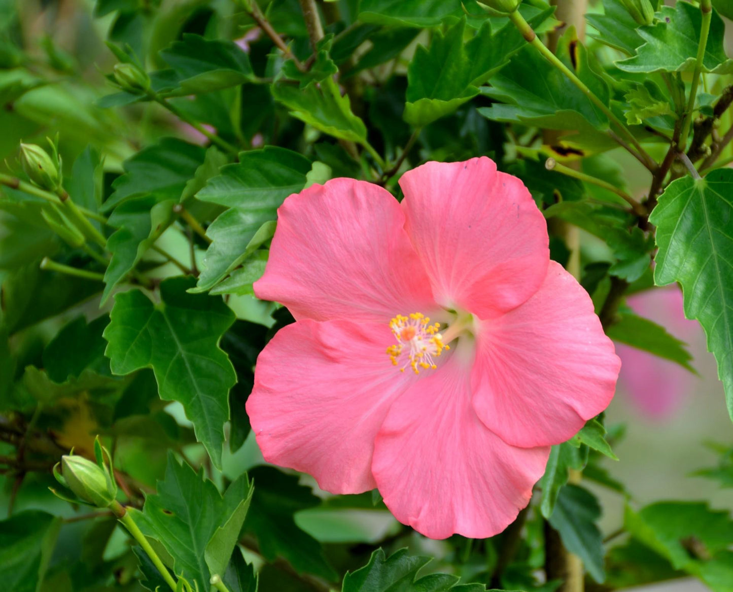 Hibiscus Bush Pink - View 14 from www redcrocus com