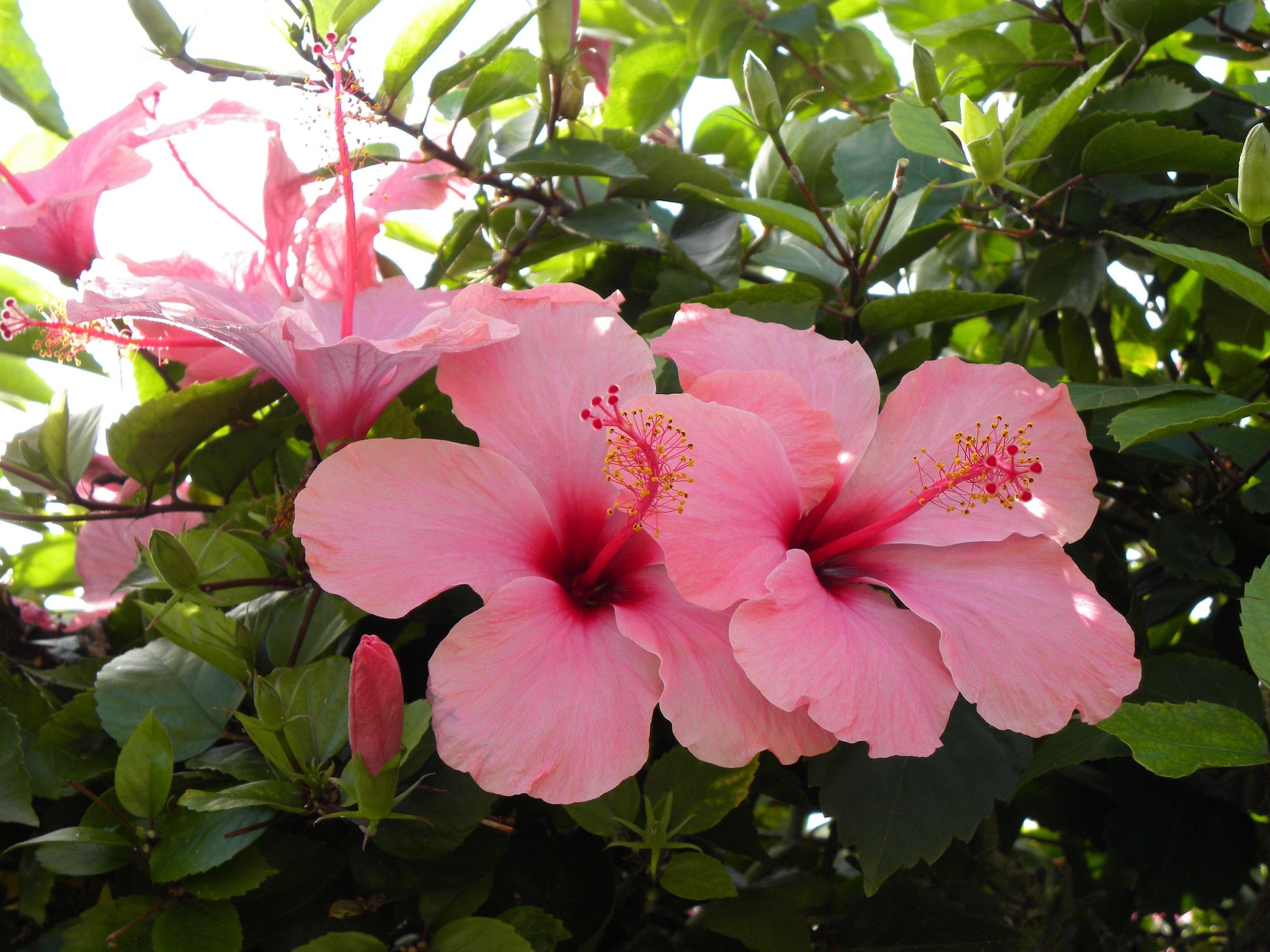 Hibiscus Bush Pink - View 17 from www redcrocus com