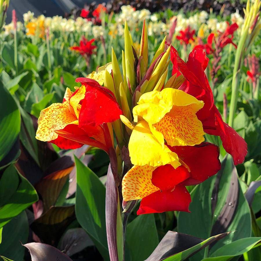 Canna Cleopatra - View 10 from www redcrocus com