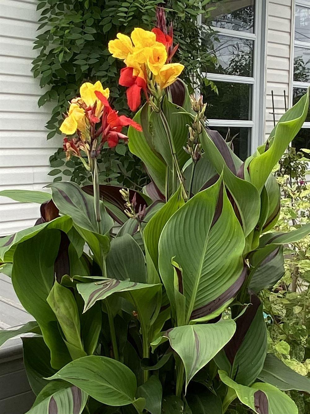 Canna Cleopatra - View 11 from www redcrocus com
