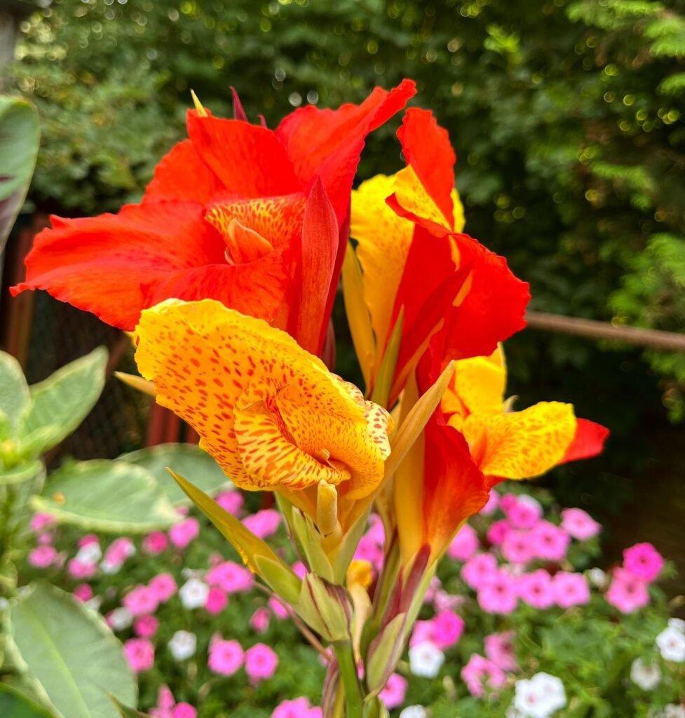 Canna Cleopatra - View 12 from www redcrocus com