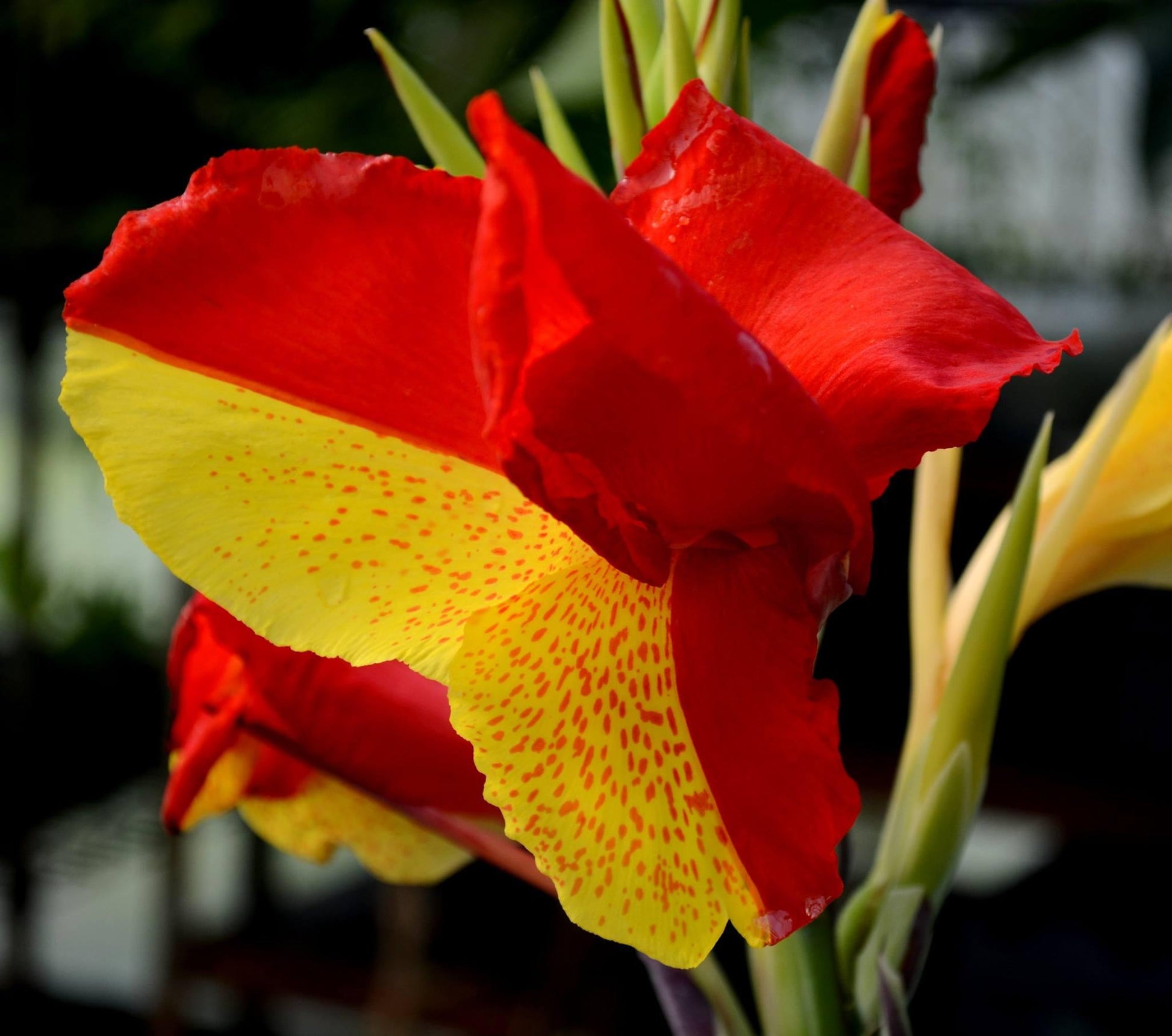 Canna Cleopatra - View 13 from www redcrocus com