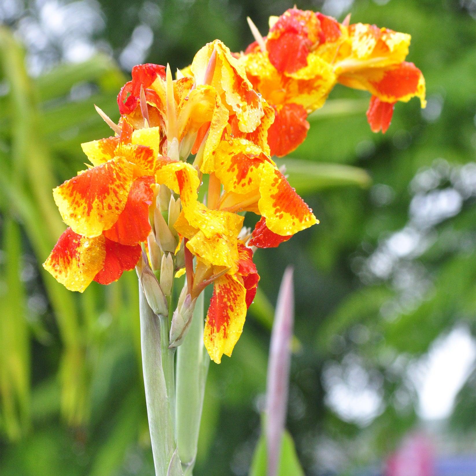 Canna Cleopatra - View 14 from www redcrocus com