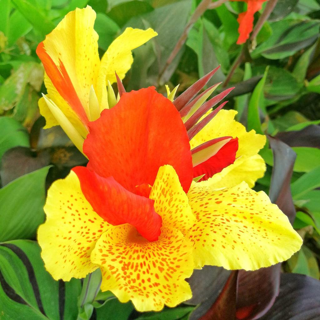 Canna Cleopatra - View 15 from www redcrocus com