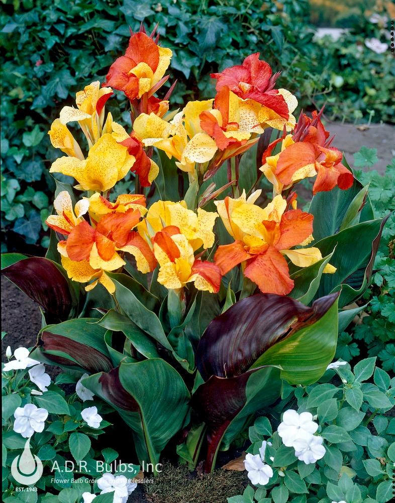 Canna Cleopatra - View 17 from www redcrocus com