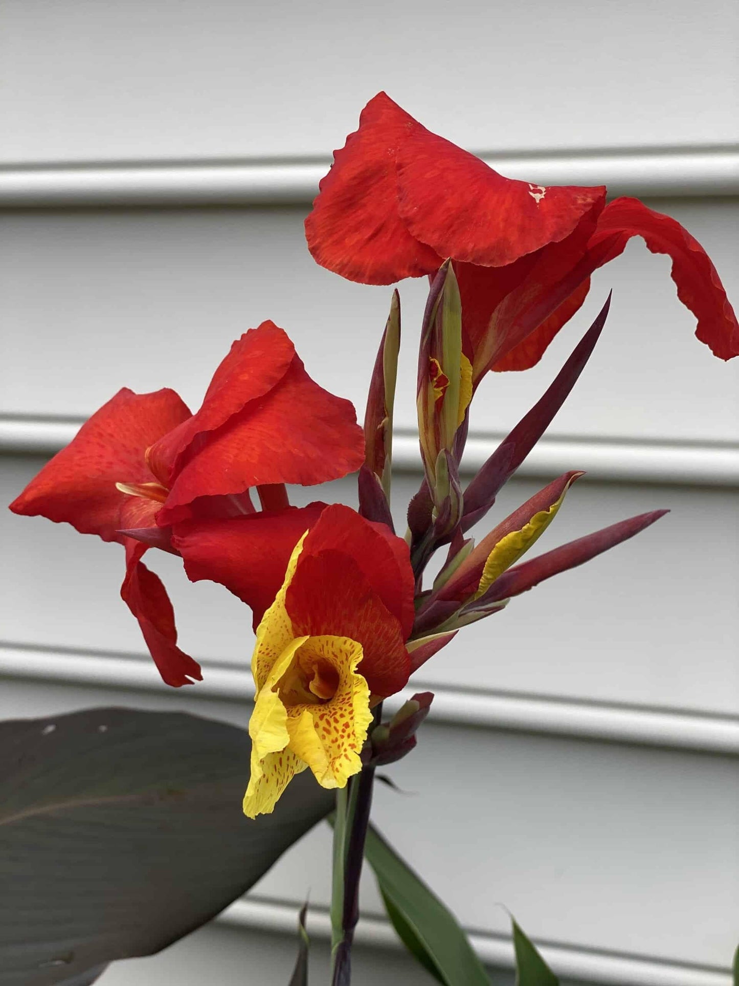 Canna Cleopatra - View 18 from www redcrocus com