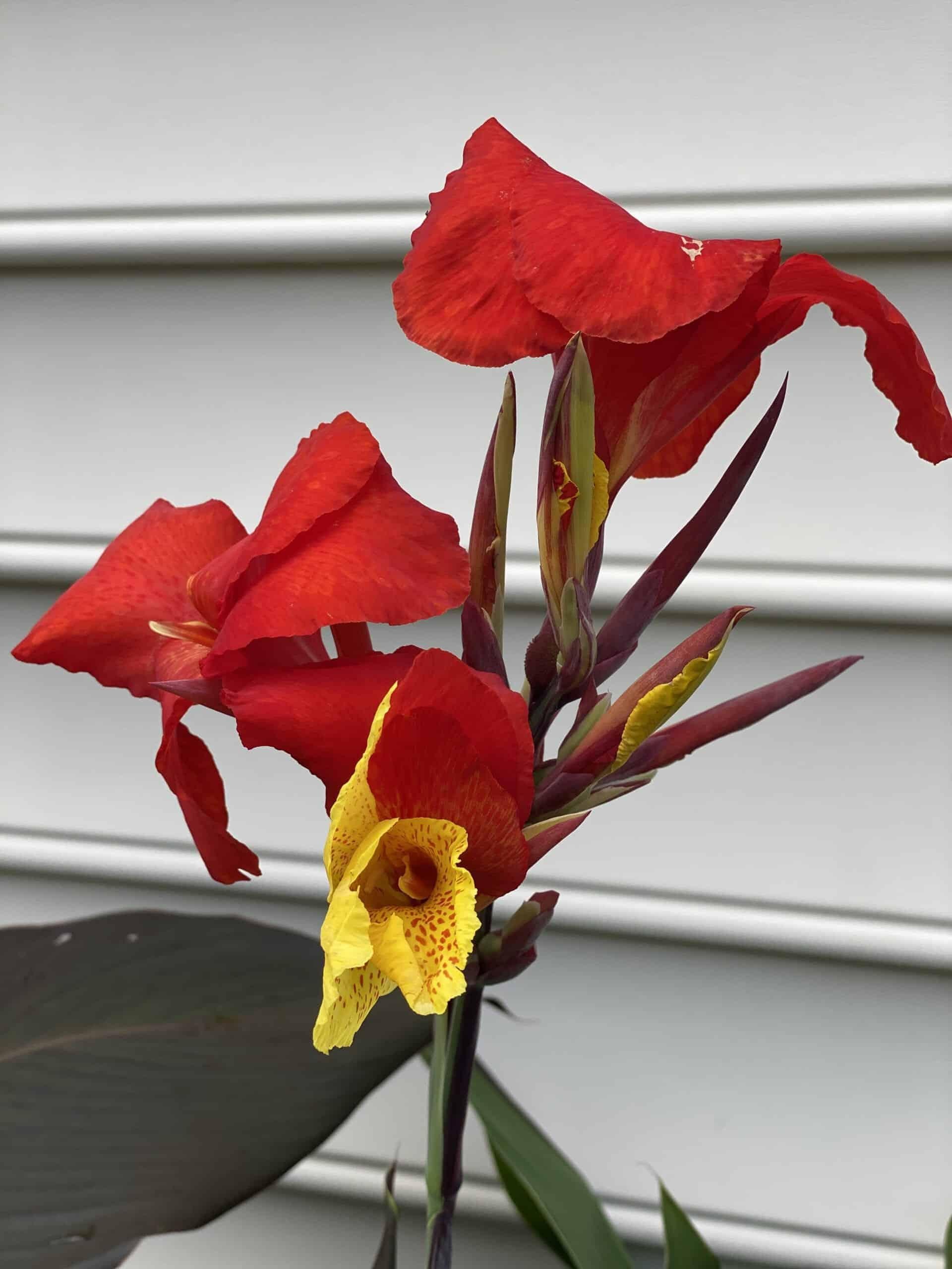 Canna Cleopatra - View 18 from www redcrocus com