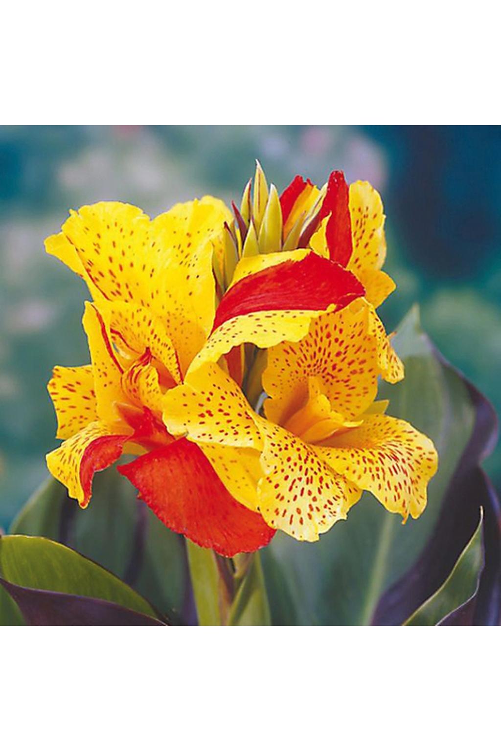 Canna Cleopatra - View 19 from www redcrocus com