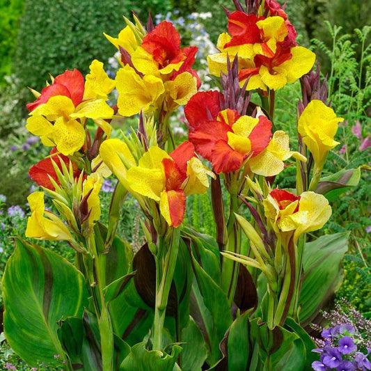 Canna Cleopatra - View 1 from www redcrocus com