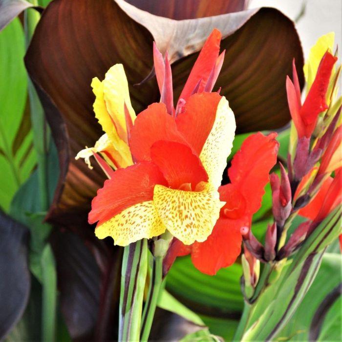 Canna Cleopatra - View 21 from www redcrocus com