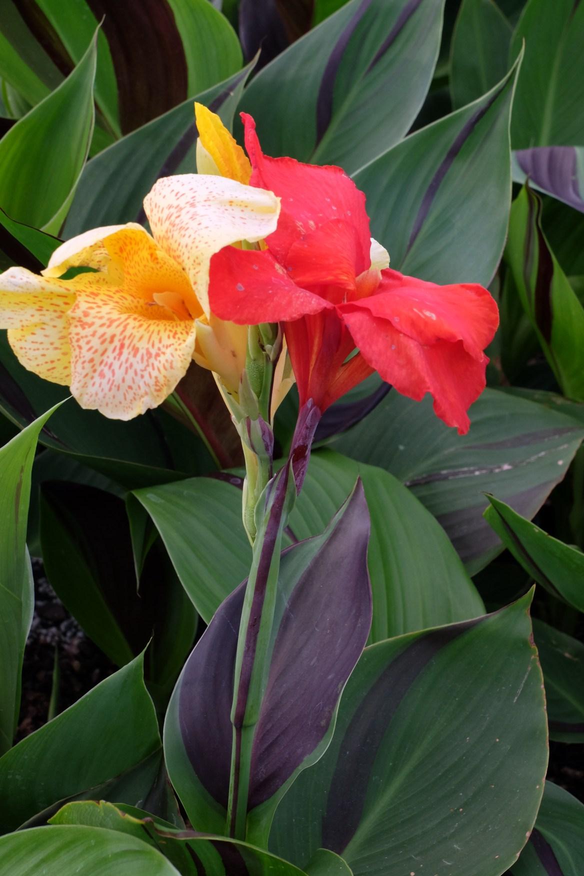 Canna Cleopatra - View 2 from www redcrocus com