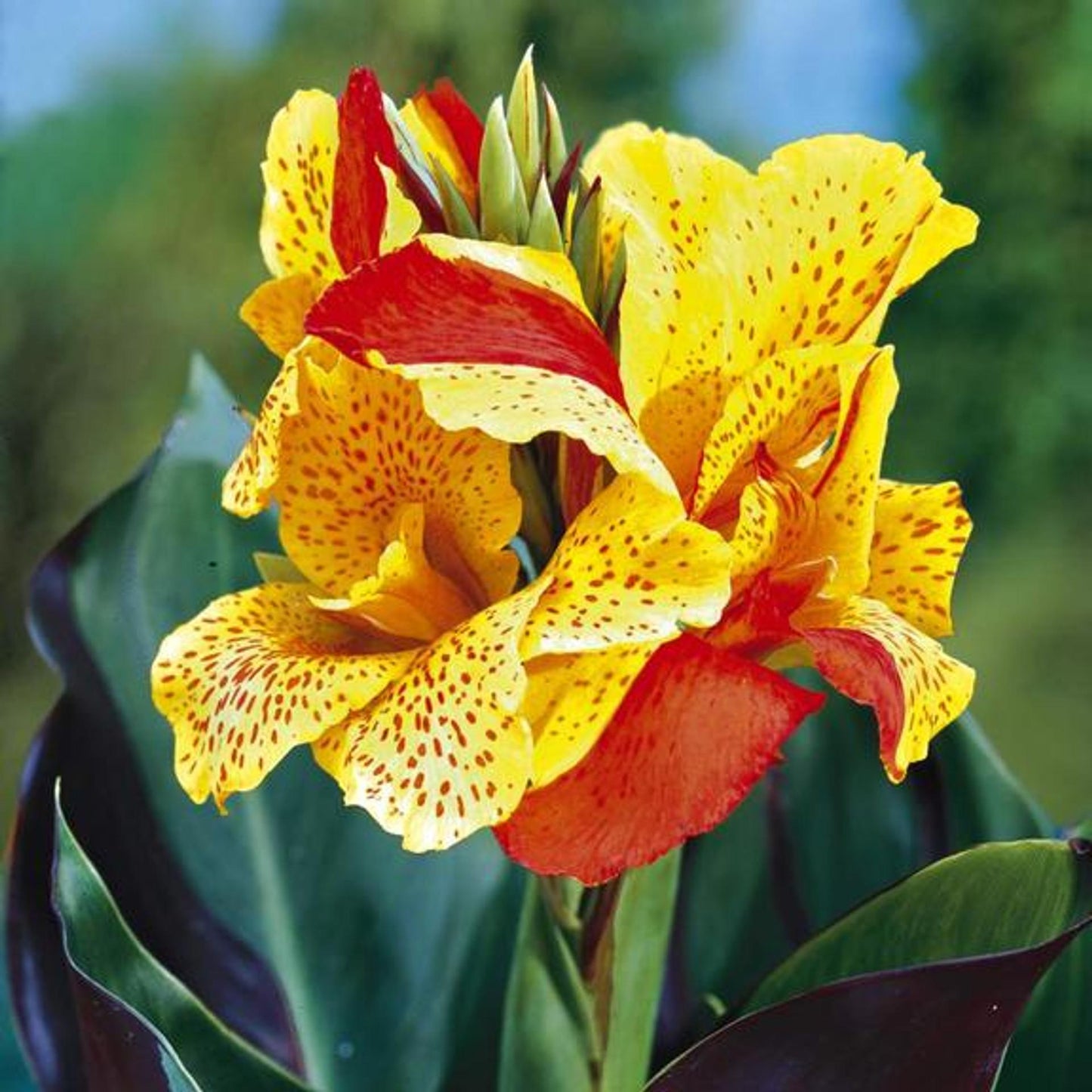 Canna Cleopatra - View 4 from www redcrocus com