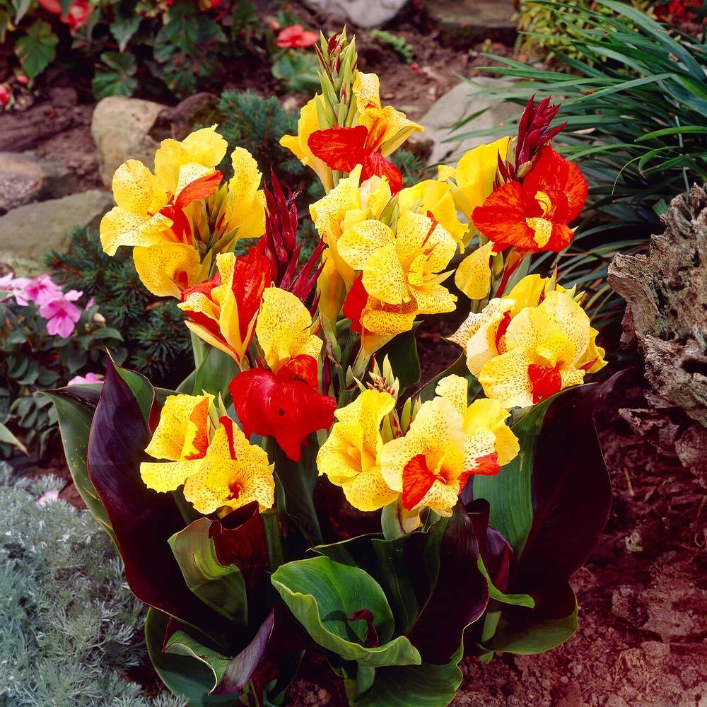 Canna Cleopatra - View 5 from www redcrocus com