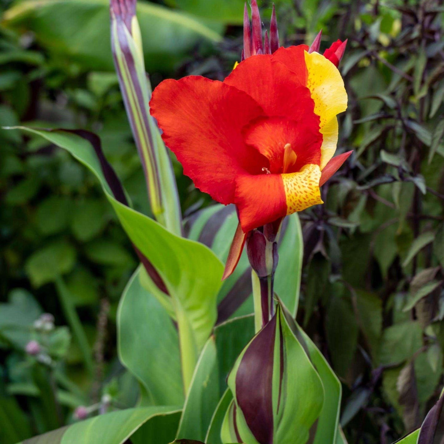 Canna Cleopatra - View 6 from www redcrocus com