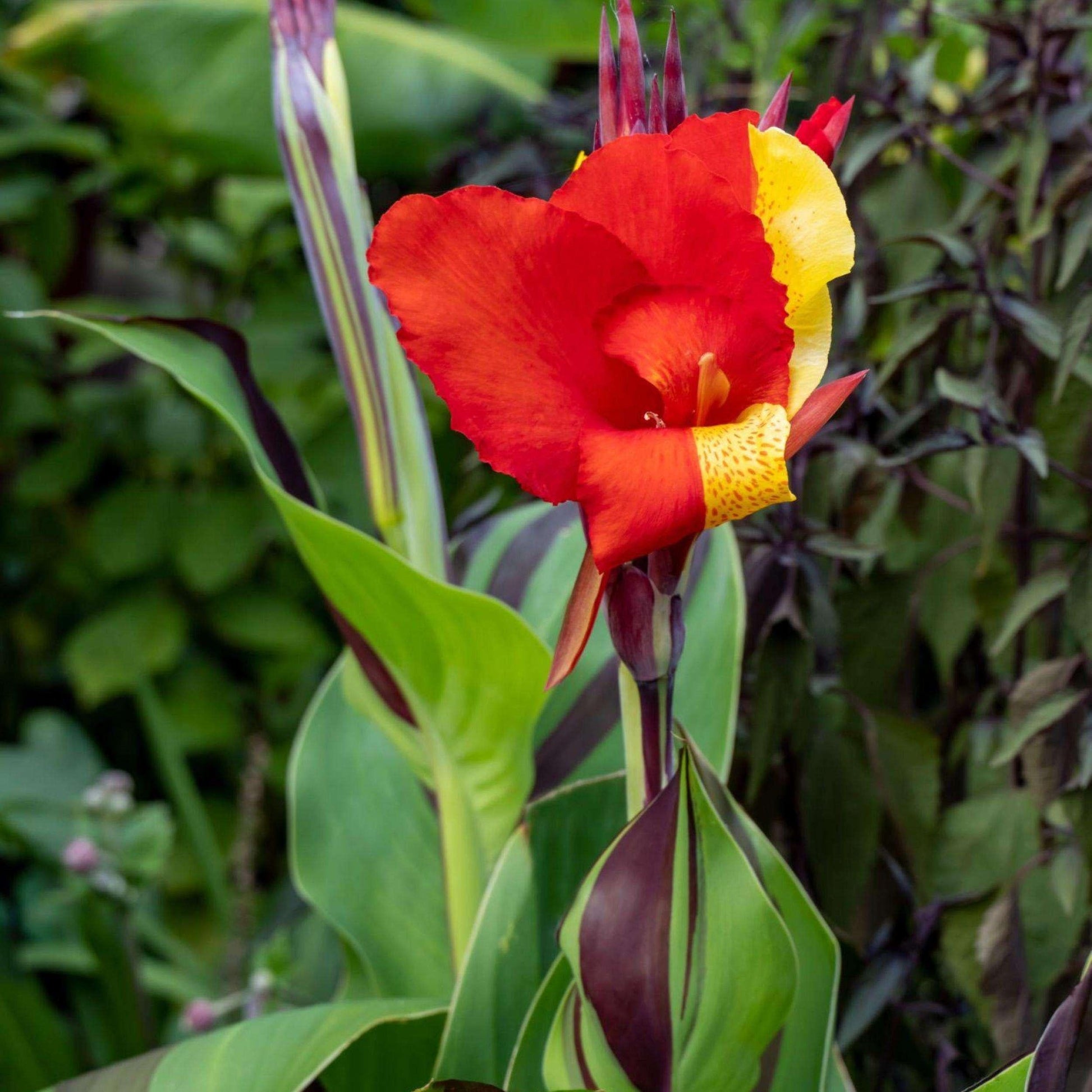 Canna Cleopatra - View 6 from www redcrocus com