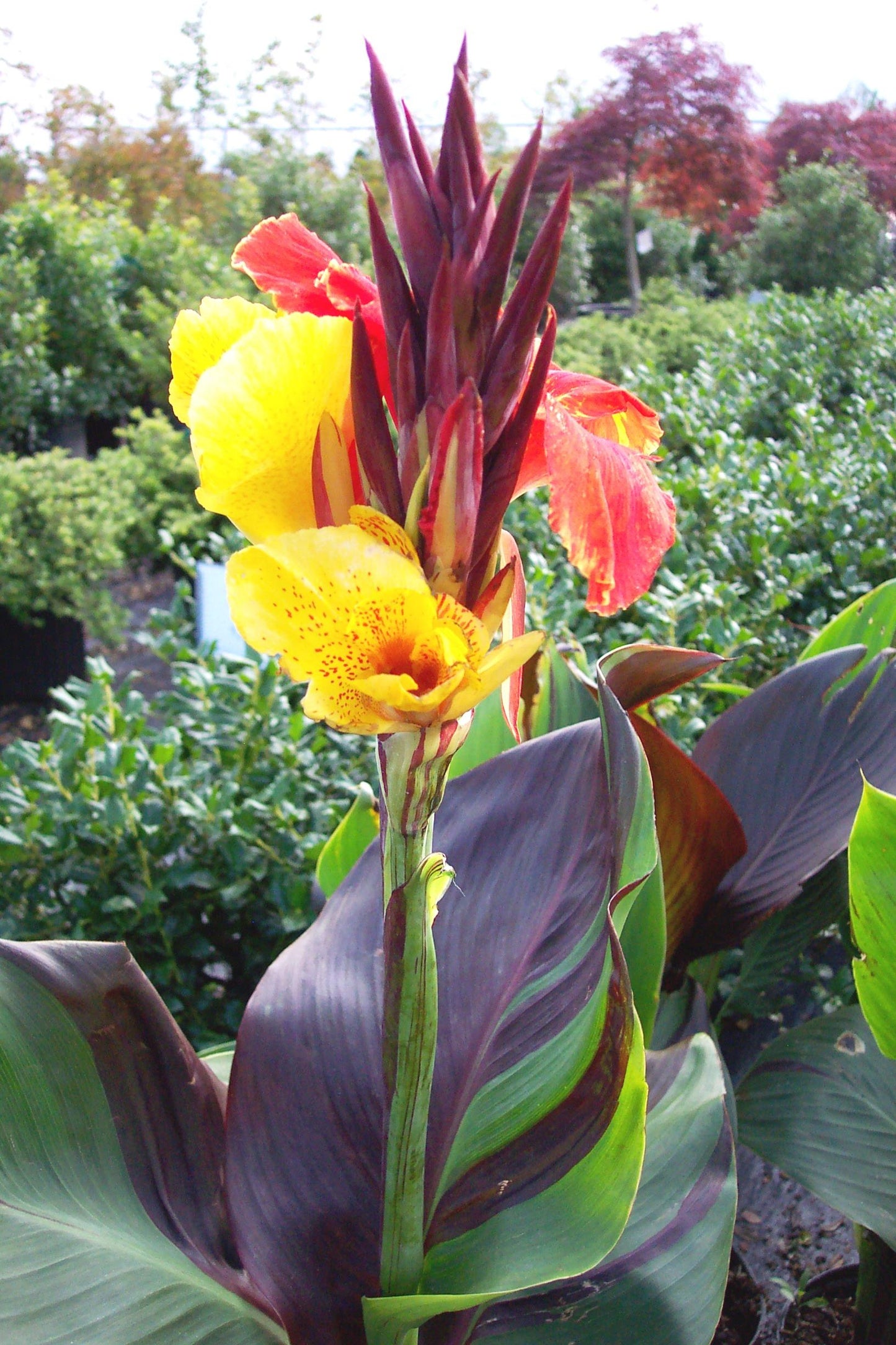 Canna Cleopatra - View 7 from www redcrocus com