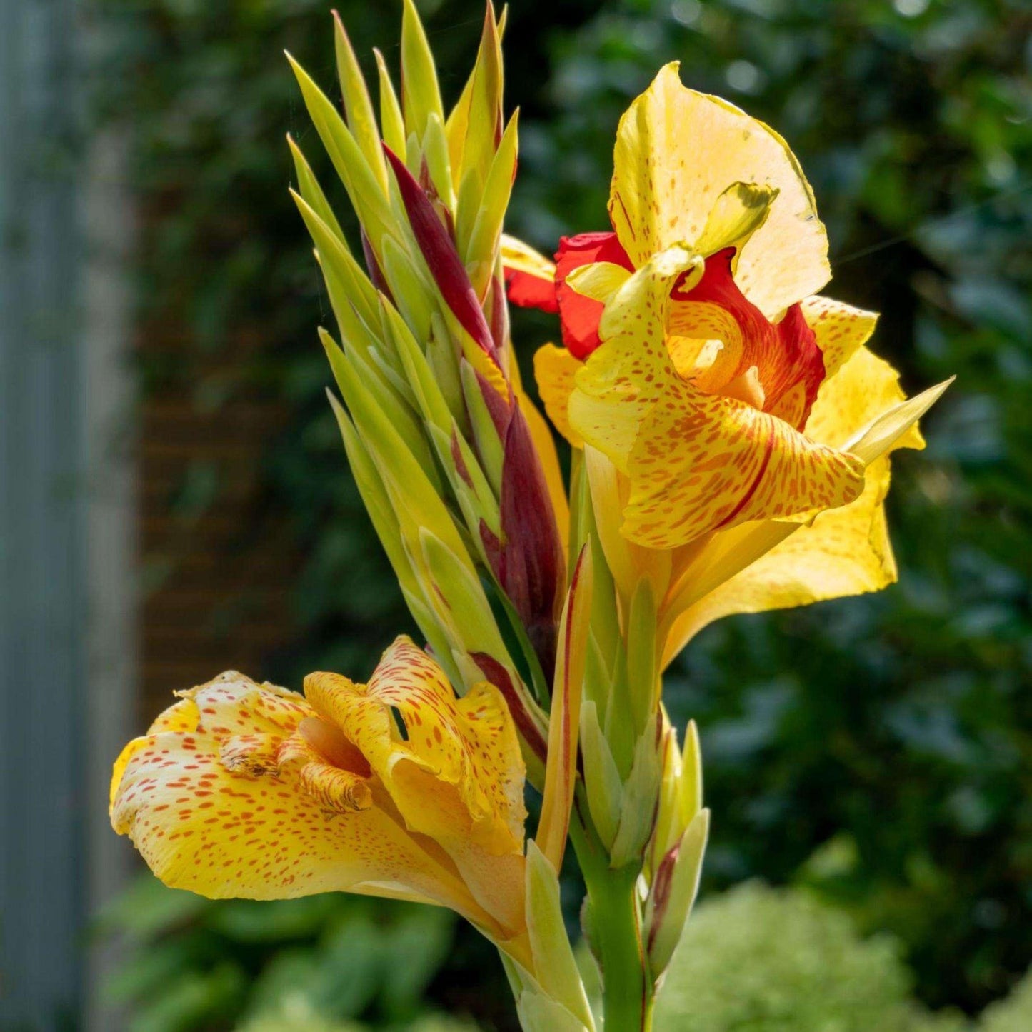 Canna Cleopatra - View 8 from www redcrocus com