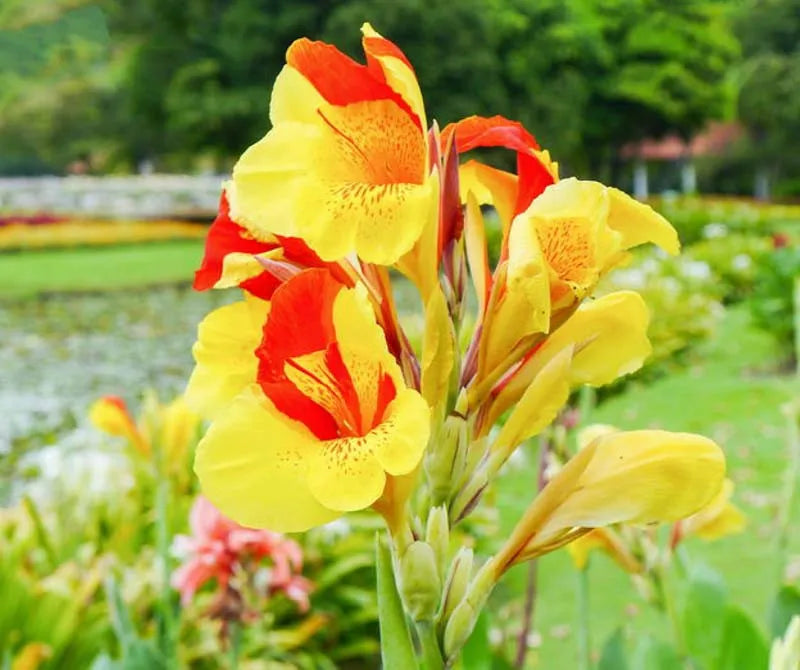 Canna Cleopatra - View 9 from www redcrocus com