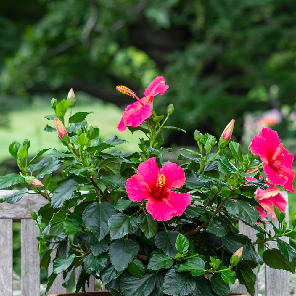 Hibiscus, Bush,tradewinds, Red - View 10 from www redcrocus com