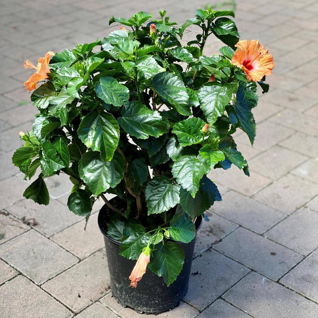 Hibiscus, Bush,tradewinds, Red - View 11 from www redcrocus com