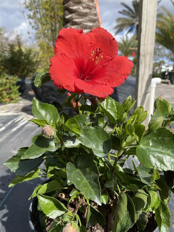 Hibiscus, Bush,tradewinds, Red - View 12 from www redcrocus com