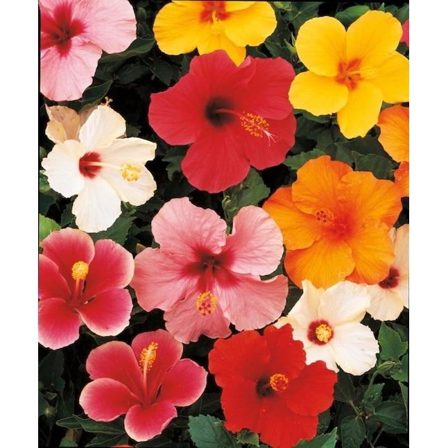 Hibiscus, Bush,tradewinds, Red - View 14 from www redcrocus com