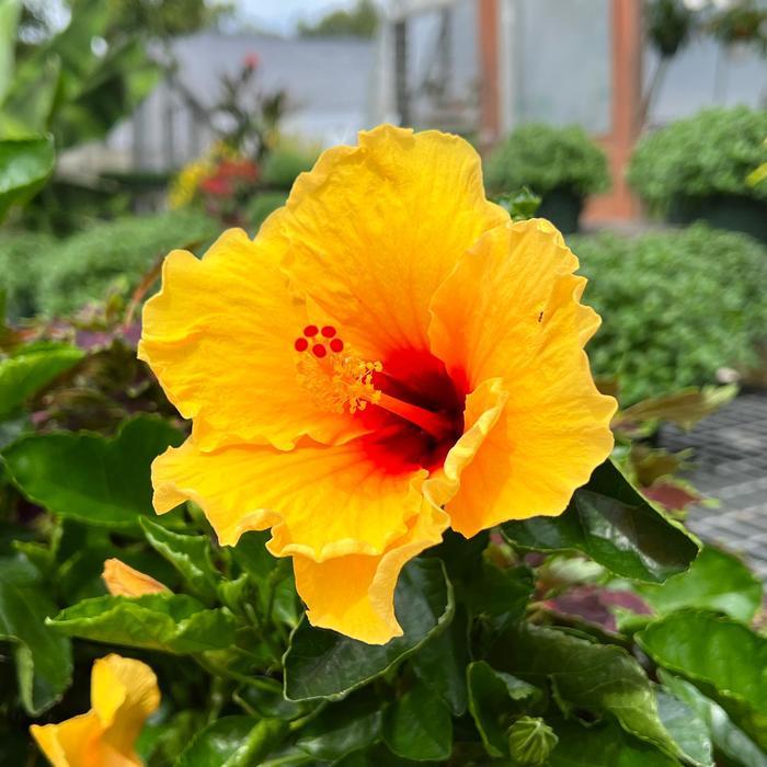 Hibiscus, Bush,tradewinds, Red - View 16 from www redcrocus com