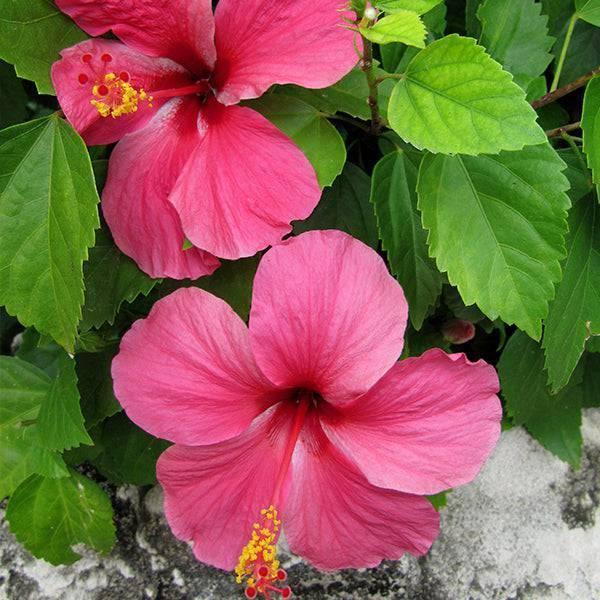 Hibiscus, Bush,tradewinds, Red - View 20 from www redcrocus com