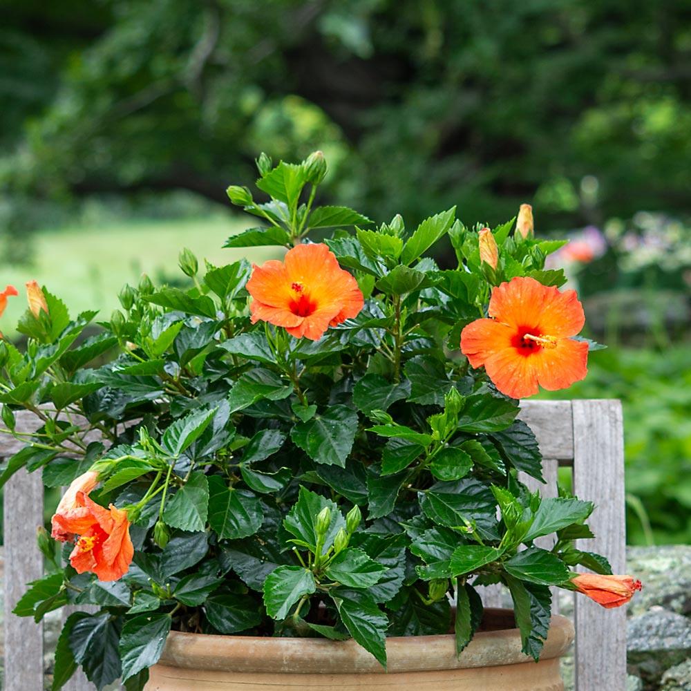 Hibiscus, Bush,tradewinds, Red - View 21 from www redcrocus com