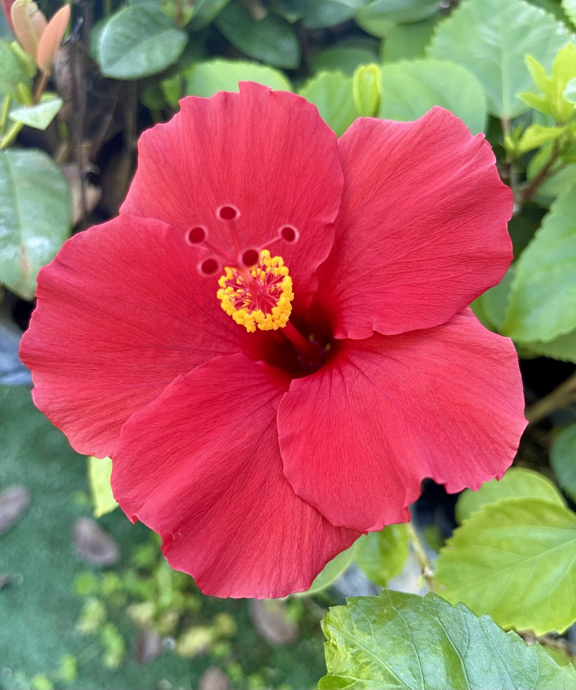 Hibiscus, Bush,tradewinds, Red - View 3 from www redcrocus com