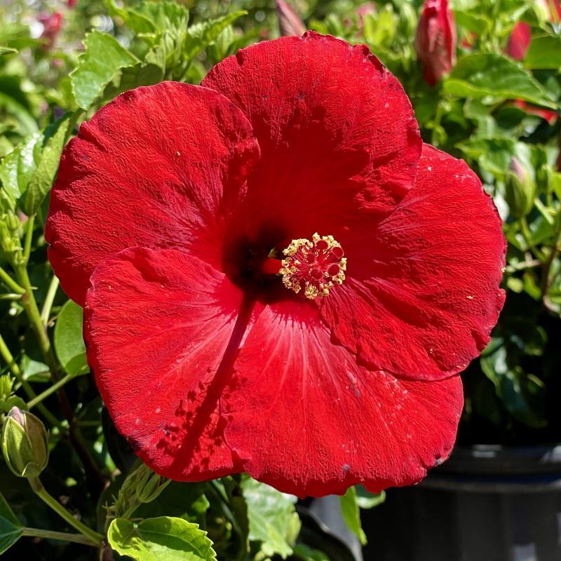 Hibiscus, Bush,tradewinds, Red - View 4 from www redcrocus com