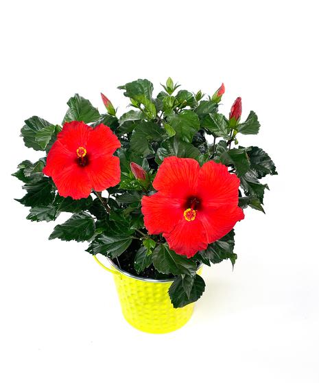 Hibiscus, Bush,tradewinds, Red - View 9 from www redcrocus com