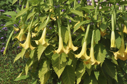Brugmansia Assorted - View 10 from www redcrocus com