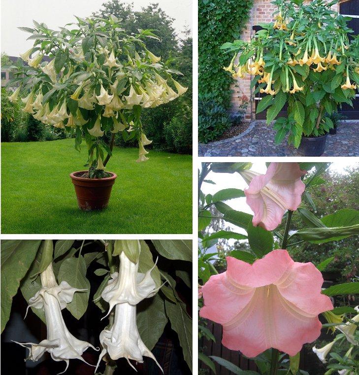 Brugmansia Assorted - View 4 from www redcrocus com