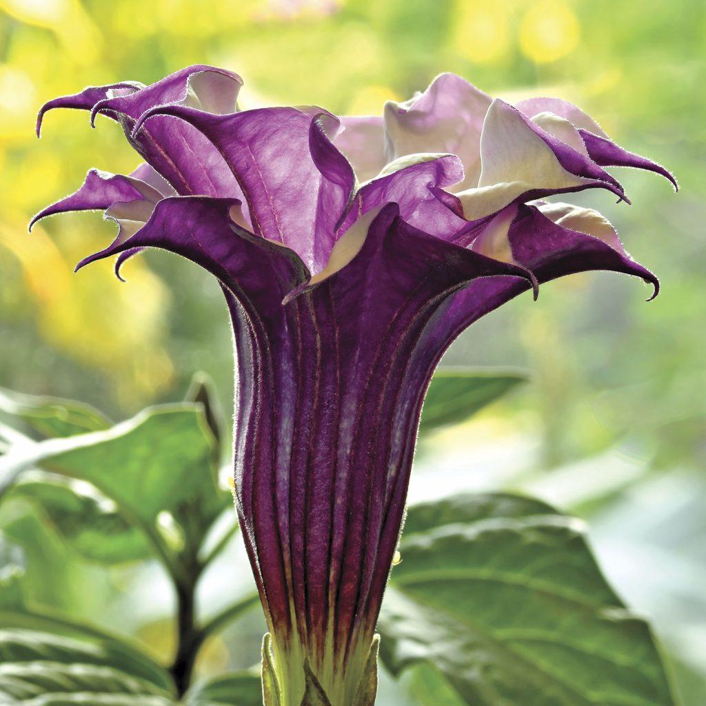 Datura Assorted - View 10 from www redcrocus com