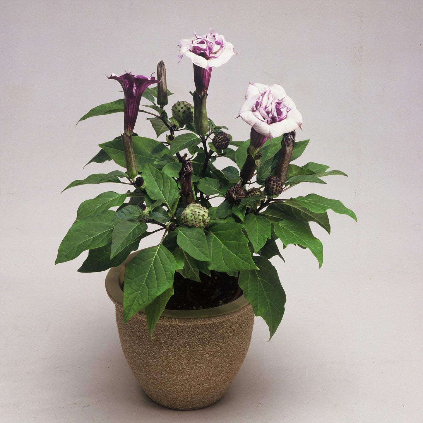Datura Assorted - View 12 from www redcrocus com